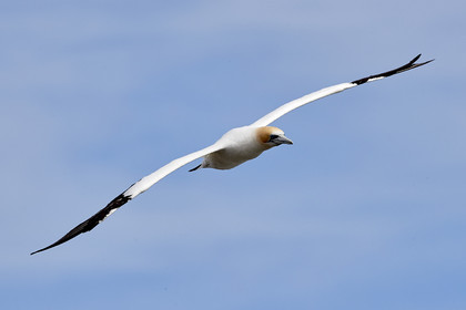 18_029220  ©ThMartinez Sea&Co.  MURIWAI BEACH - NORTH ISLAND. NEW ZEALAND . 11 March  2018. .Gannet ..