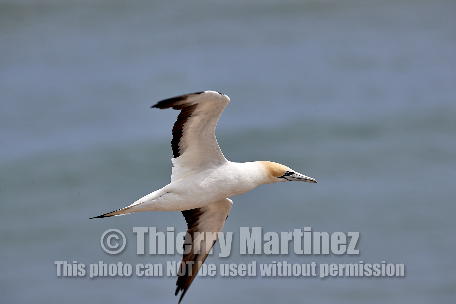 18_029275  ©ThMartinez Sea&Co.  MURIWAI BEACH - NORTH ISLAND. NEW ZEALAND . 11 March  2018. .Gannet ..