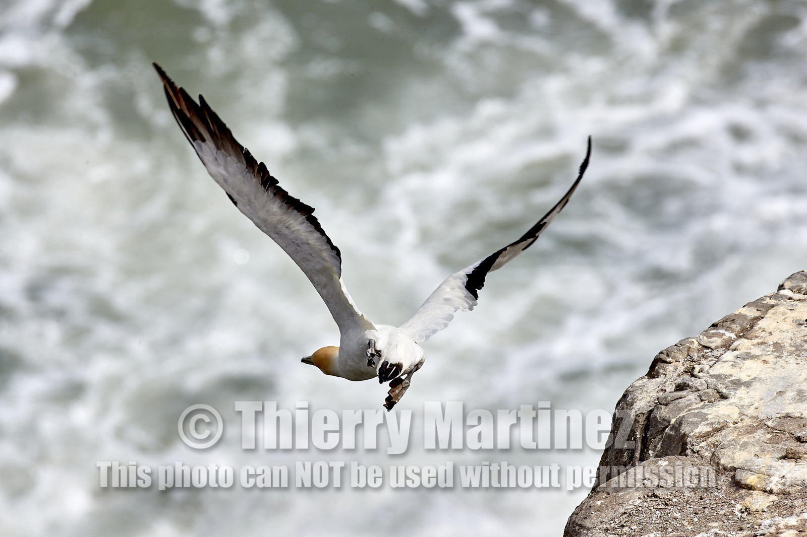 18_029695  ©ThMartinez Sea&Co.  MURIWAI BEACH - NORTH ISLAND. NEW ZEALAND . 11 March  2018. .Gannet ..