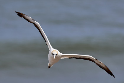 18_029383  ©ThMartinez Sea&Co.  MURIWAI BEACH - NORTH ISLAND. NEW ZEALAND . 11 March  2018. .Gannet ..