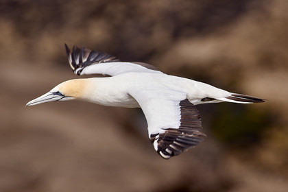 18_029151  ©ThMartinez Sea&Co.  MURIWAI BEACH - NORTH ISLAND. NEW ZEALAND . 11 March  2018. .Gannet ..