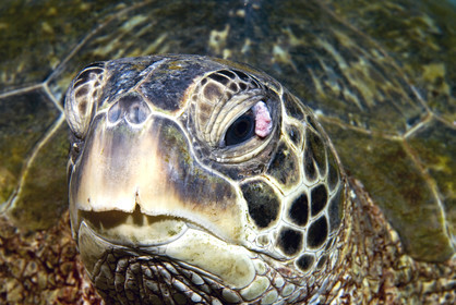 Diving in Maui HAWAII - USA . Jan 2007.
