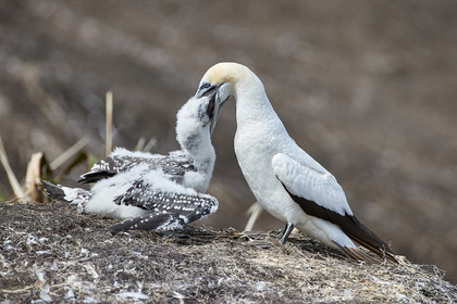 18_030069  ©ThMartinez Sea&Co.  MURIWAI BEACH - NORTH ISLAND. NEW ZEALAND . 11 March  2018. .Gannet ..