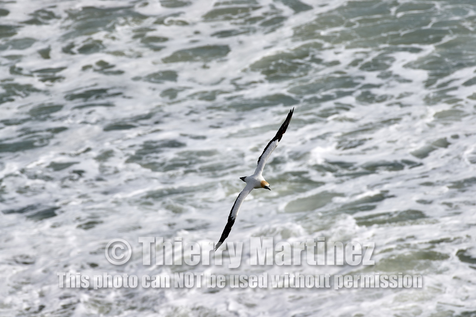 18_030442  ©ThMartinez Sea&Co.  MURIWAI BEACH - NORTH ISLAND. NEW ZEALAND . 11 March  2018. .Gannet ..