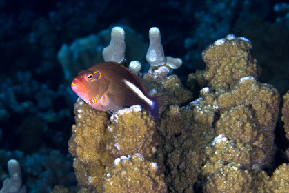 Diving in MAUI- Hawaii.