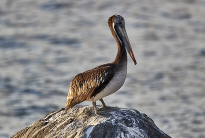 THM-18_043175_ZAPALLAR