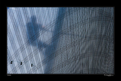 Photo disponible en tirage photo Fine Art,tirage original limités à 30 exemplaires.Chaque tirage est numéroté avec certificat d’authenticité signé.Pour choisir le format et support merci d'utiliser le caddie à coté de la photo.Formats disponibles : Tirage sur papier ( tirage seul) :  30x45 cm   40x60 cm  60x90 cm. Vous pouvez choisir le tirage avec un fond blanc ou noir , à votre convenance. Tirage sur papier contrecollé sur Dibond ( pas de bord blanc ou noir autour de l'image), avec système d'attache au dos:  30x45 cm   40x60 cm  50x75 cm  80x120cm.Tirage sur toile ( Canvas) monté sur chassis bois (pas de bord blanc ou noir autour de l'image), avec système d'attache au dos :  50x75 cm  80x120cm.Expédition ( Dans le monde entier): Colissimo (assurance) avec signature à réception. 48h pour la France métropolitaine.Il est possible de récupérer les tirages à La Galerie du Golfe (sans frais d'expèdition).Conditionnement tirages seuls: tube cylindrique renforcé + boite.