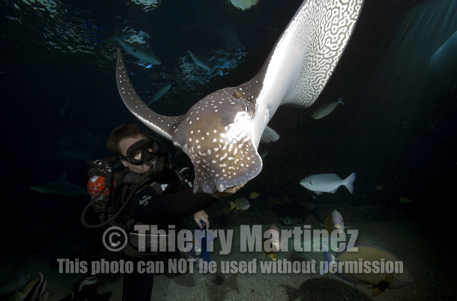 Diving in Maui HAWAII - USA . Jan 2007.