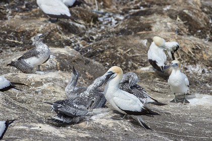 18_029482  ©ThMartinez Sea&Co.  MURIWAI BEACH - NORTH ISLAND. NEW ZEALAND . 11 March  2018. .Gannet ..