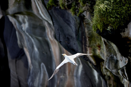 18_030209  ©ThMartinez Sea&Co.  MURIWAI BEACH - NORTH ISLAND. NEW ZEALAND . 11 March  2018. .Gannet ..