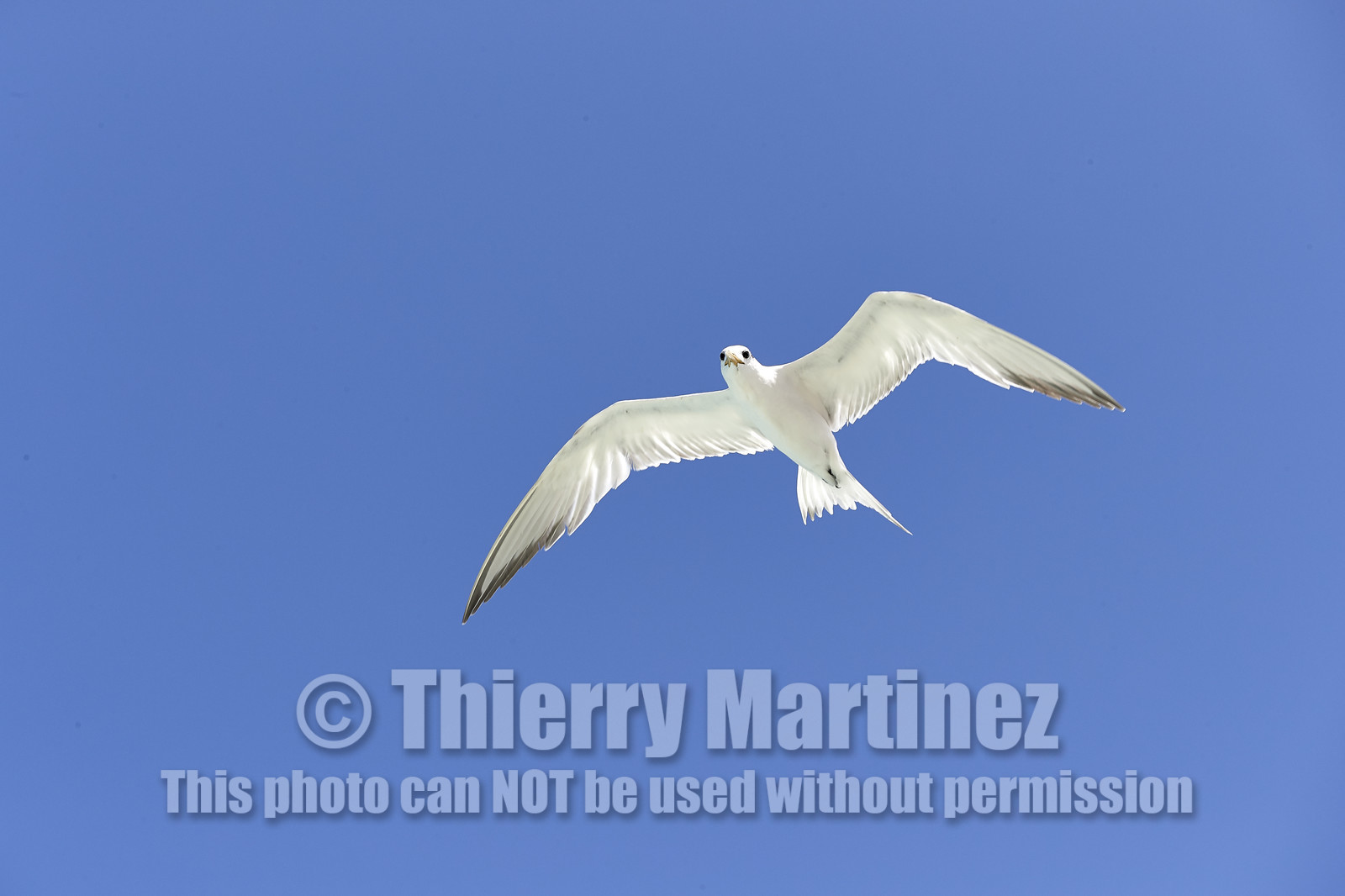 THM-18_041126_FAKARAVA