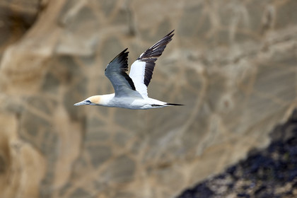 18_029122  ©ThMartinez Sea&Co.  MURIWAI BEACH - NORTH ISLAND. NEW ZEALAND . 11 March  2018. .Gannet ..