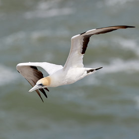 18_029140  ©ThMartinez Sea&Co.  MURIWAI BEACH - NORTH ISLAND. NEW ZEALAND . 11 March  2018. .Gannet ..