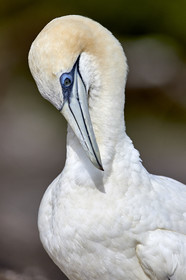 18_029629  ©ThMartinez Sea&Co.  MURIWAI BEACH - NORTH ISLAND. NEW ZEALAND . 11 March  2018. .Gannet ..