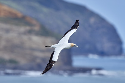 18_029261  ©ThMartinez Sea&Co.  MURIWAI BEACH - NORTH ISLAND. NEW ZEALAND . 11 March  2018. .Gannet ..
