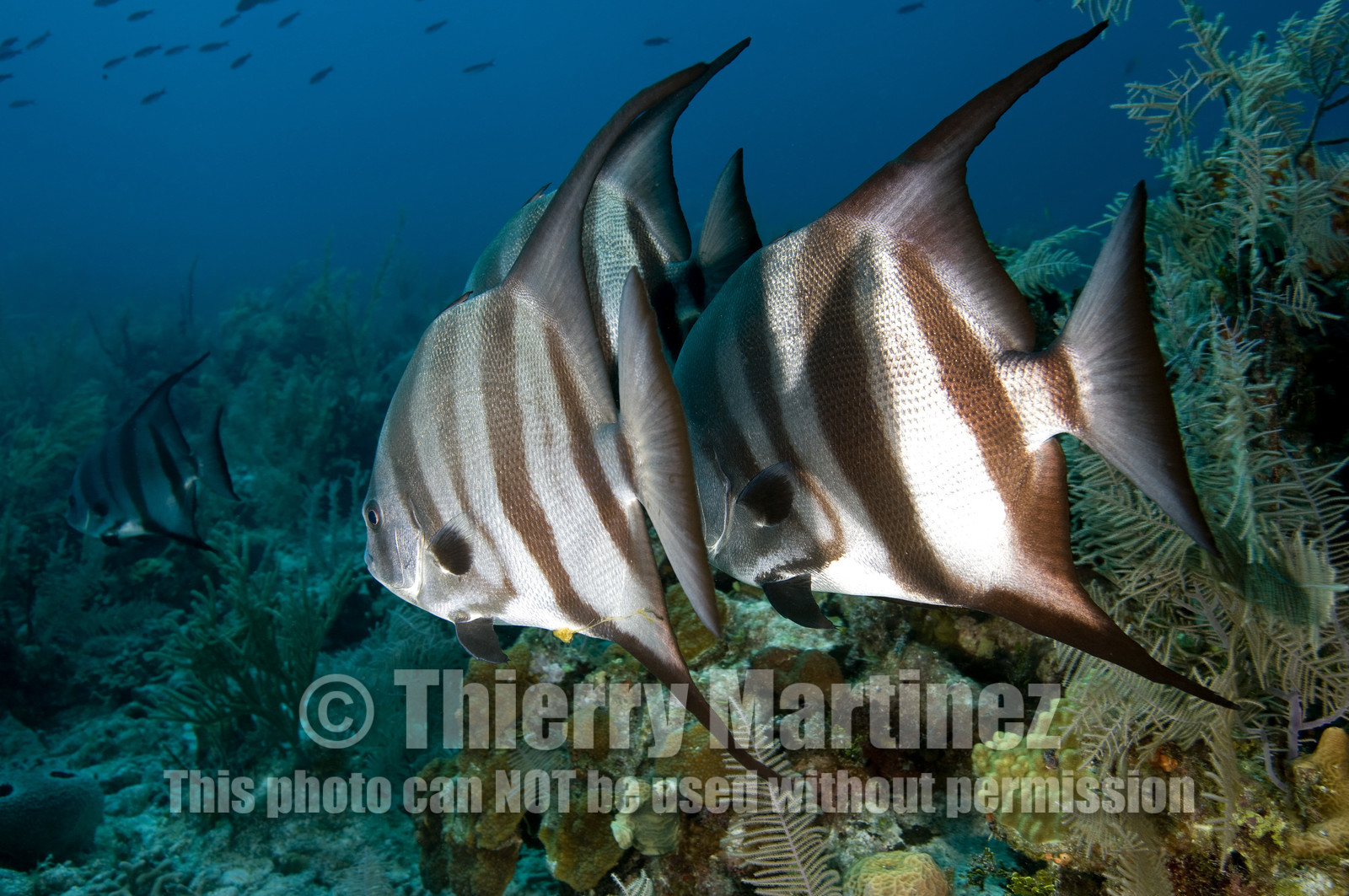 DIVING IN BAHAMAS- JAN 2007