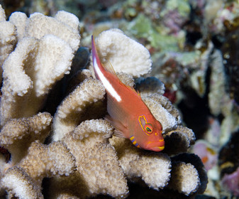 Diving in Maui HAWAII - USA . Jan 2007.