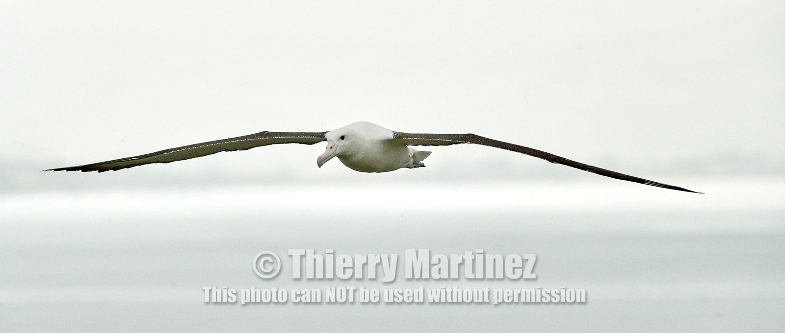 18_025756-Royal Alabtros