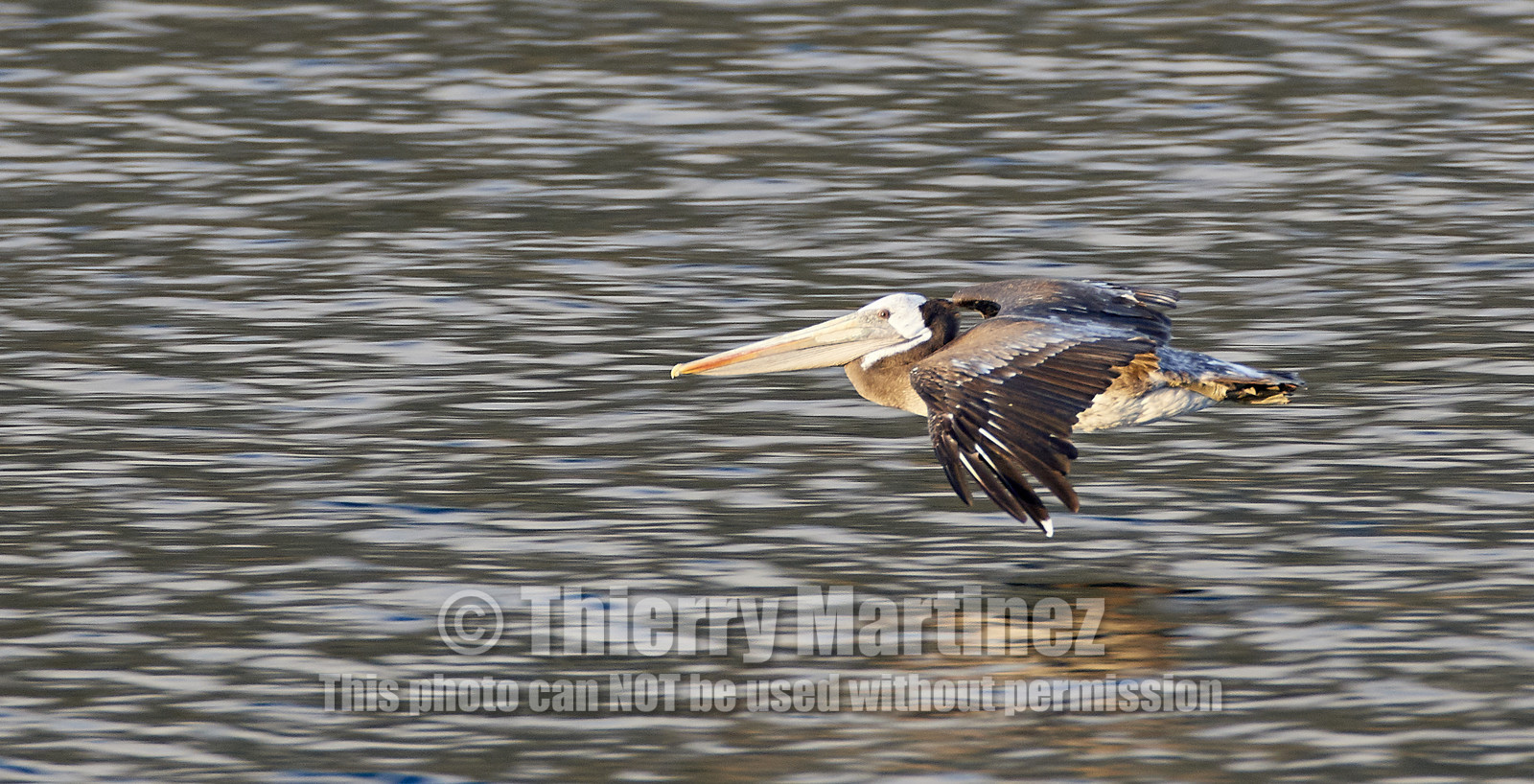 THM-18_043543_ZAPALLAR