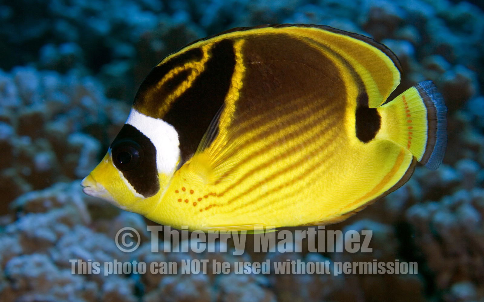 Diving in Maui HAWAII -USA . Jan 2007.