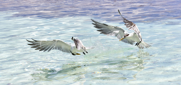 THM-18_040875_FAKARAVA