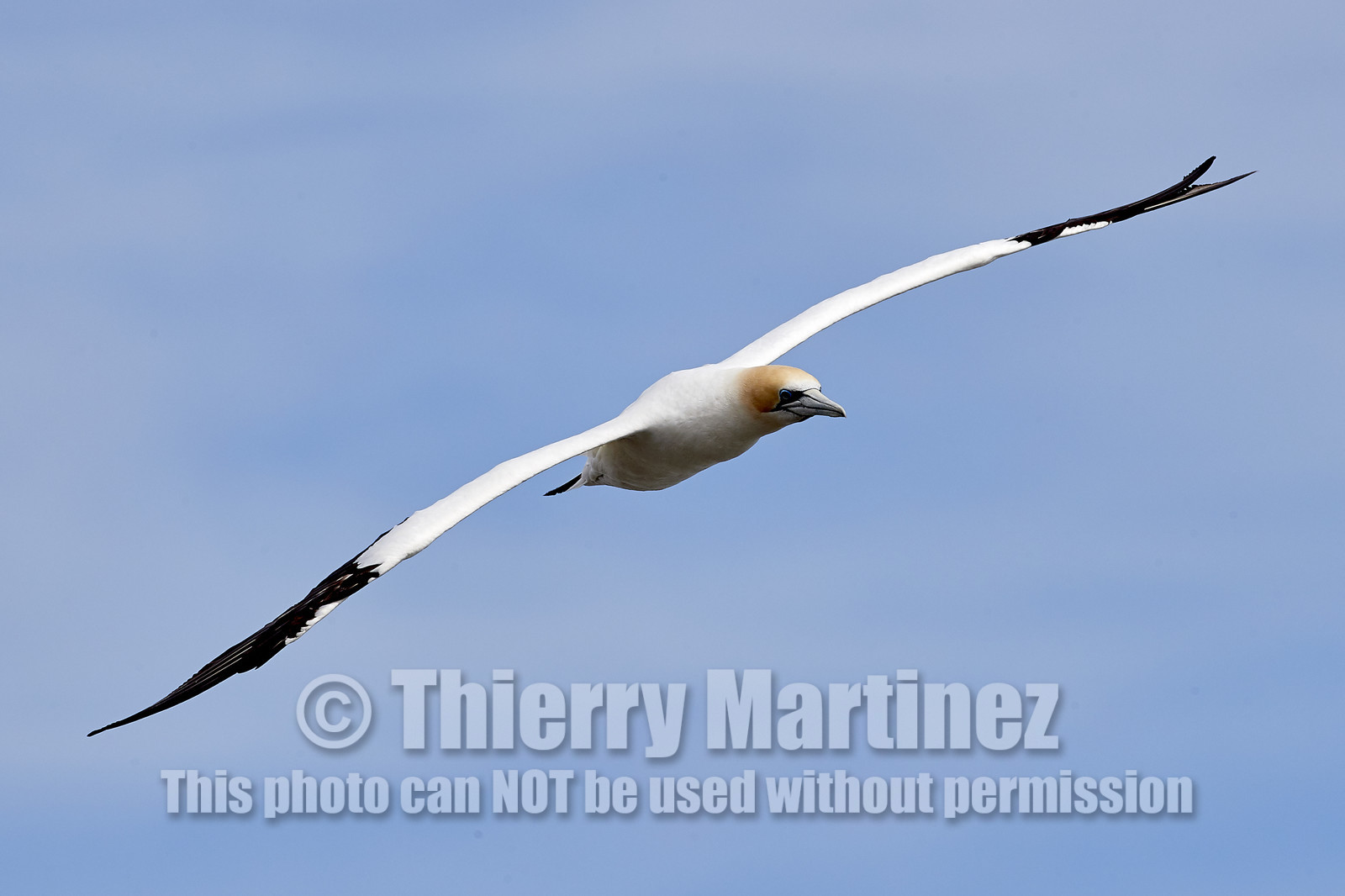 18_029220  ©ThMartinez Sea&Co.  MURIWAI BEACH - NORTH ISLAND. NEW ZEALAND . 11 March  2018. .Gannet ..