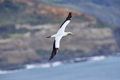 18_029260  ©ThMartinez Sea&Co.  MURIWAI BEACH - NORTH ISLAND. NEW ZEALAND . 11 March  2018. .Gannet ..