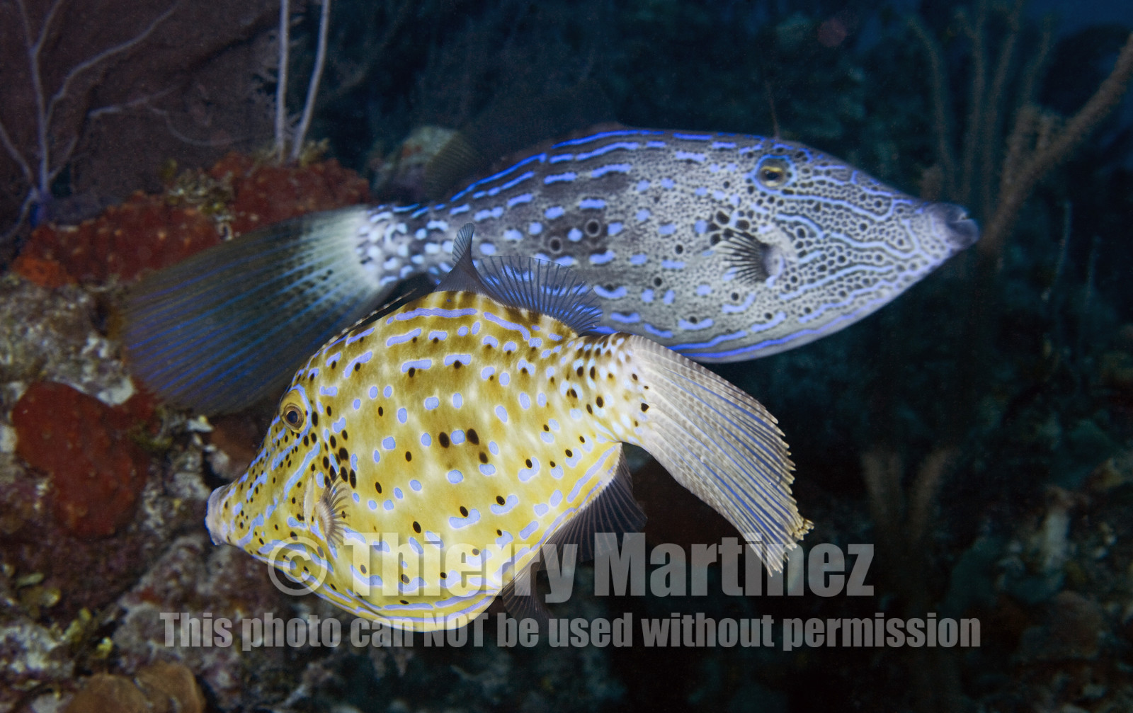 DIVING IN BAHAMAS- JAN 2007