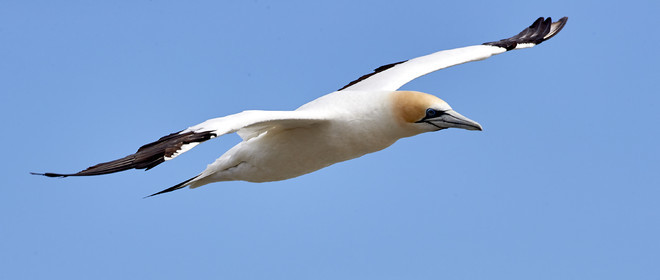 18_029224  ©ThMartinez Sea&Co.  MURIWAI BEACH - NORTH ISLAND. NEW ZEALAND . 11 March  2018. .Gannet ..