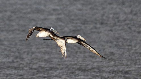 THM-18_042998_ZAPALLAR