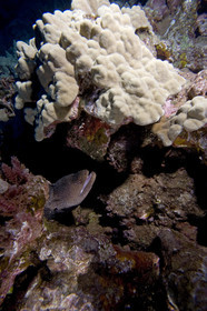Diving in Lanai- Hawaii.