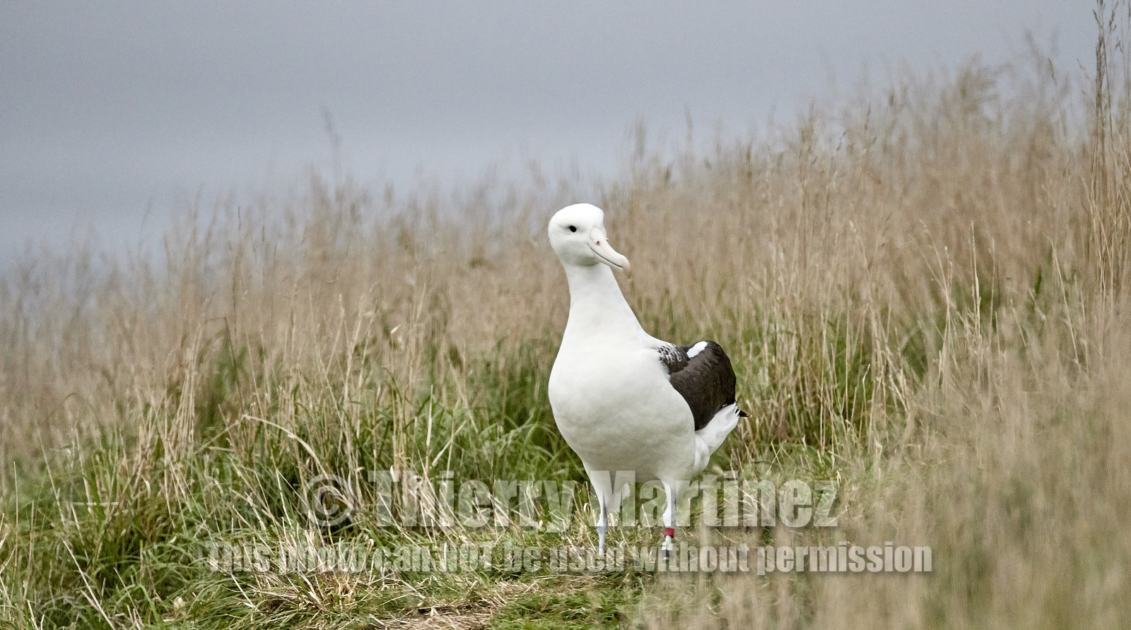 18_026306-Royal Alabtros