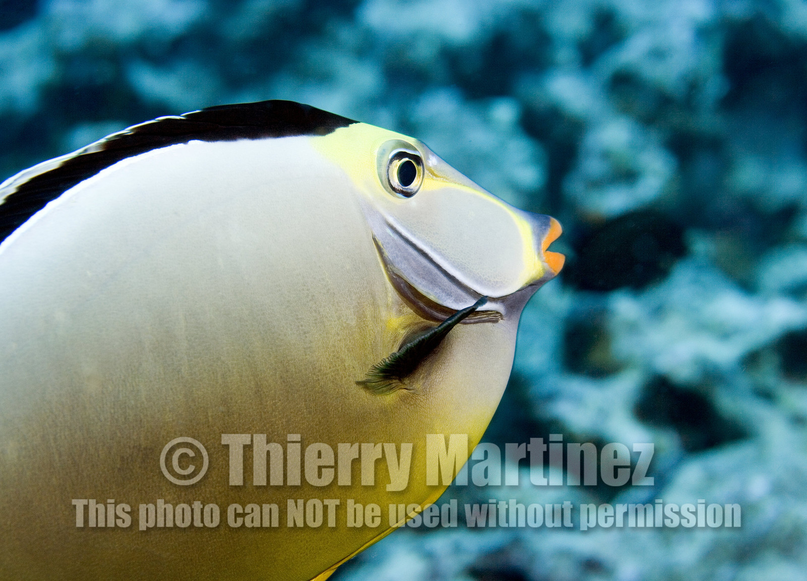 Diving in Maui HAWAII -USA . Jan 2007.