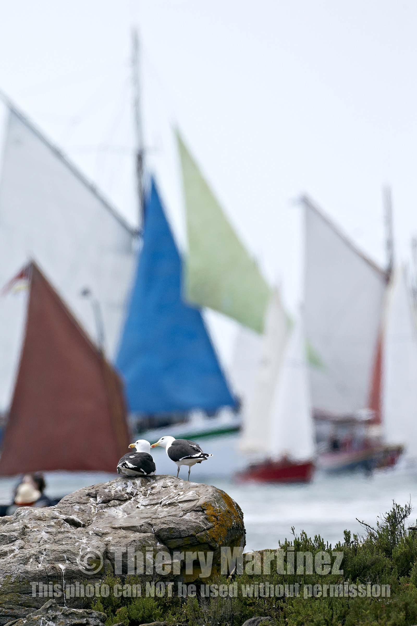 THM-15_48026-SEMAINE du Golfe