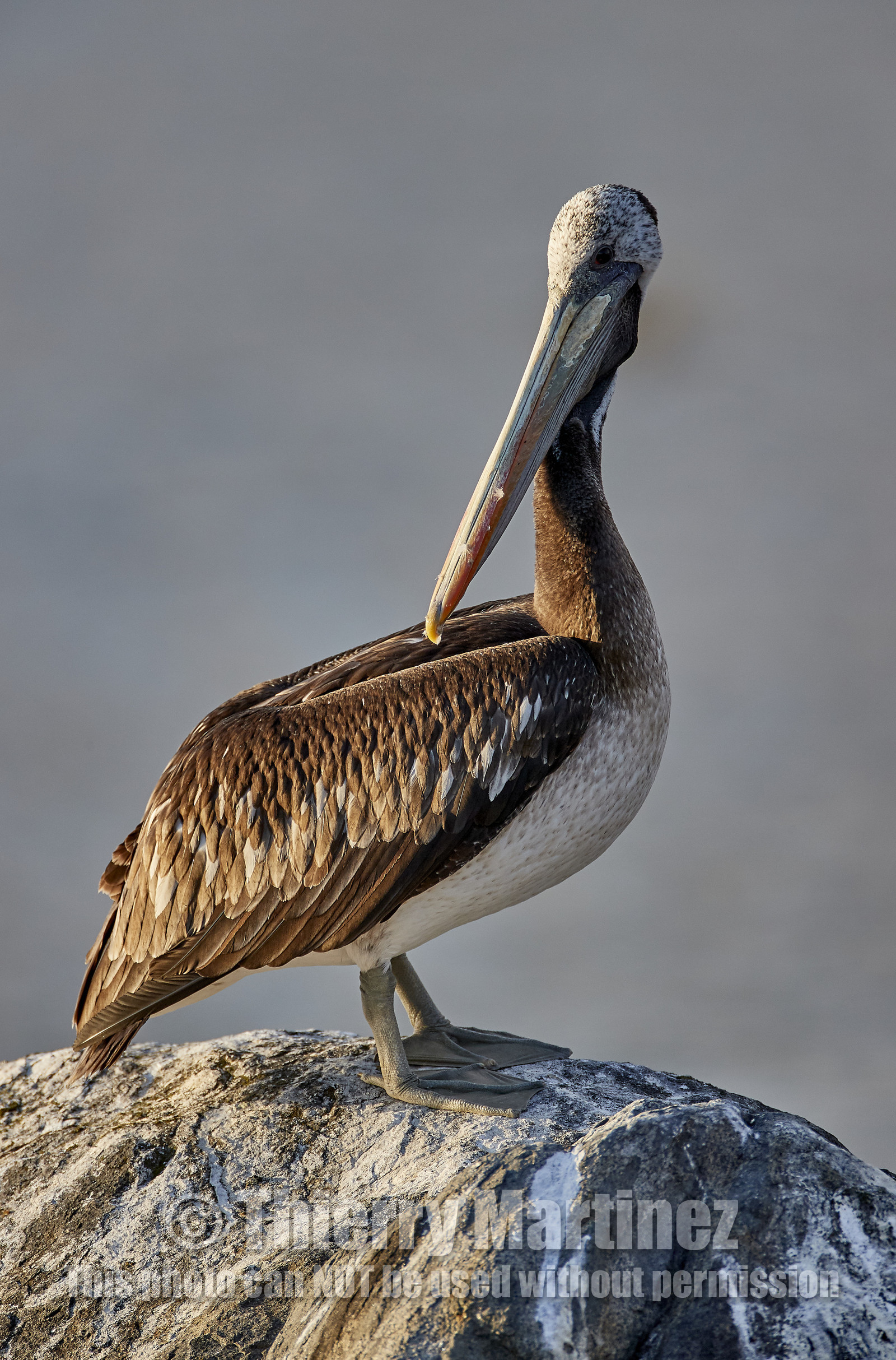 THM-18_043250_ZAPALLAR