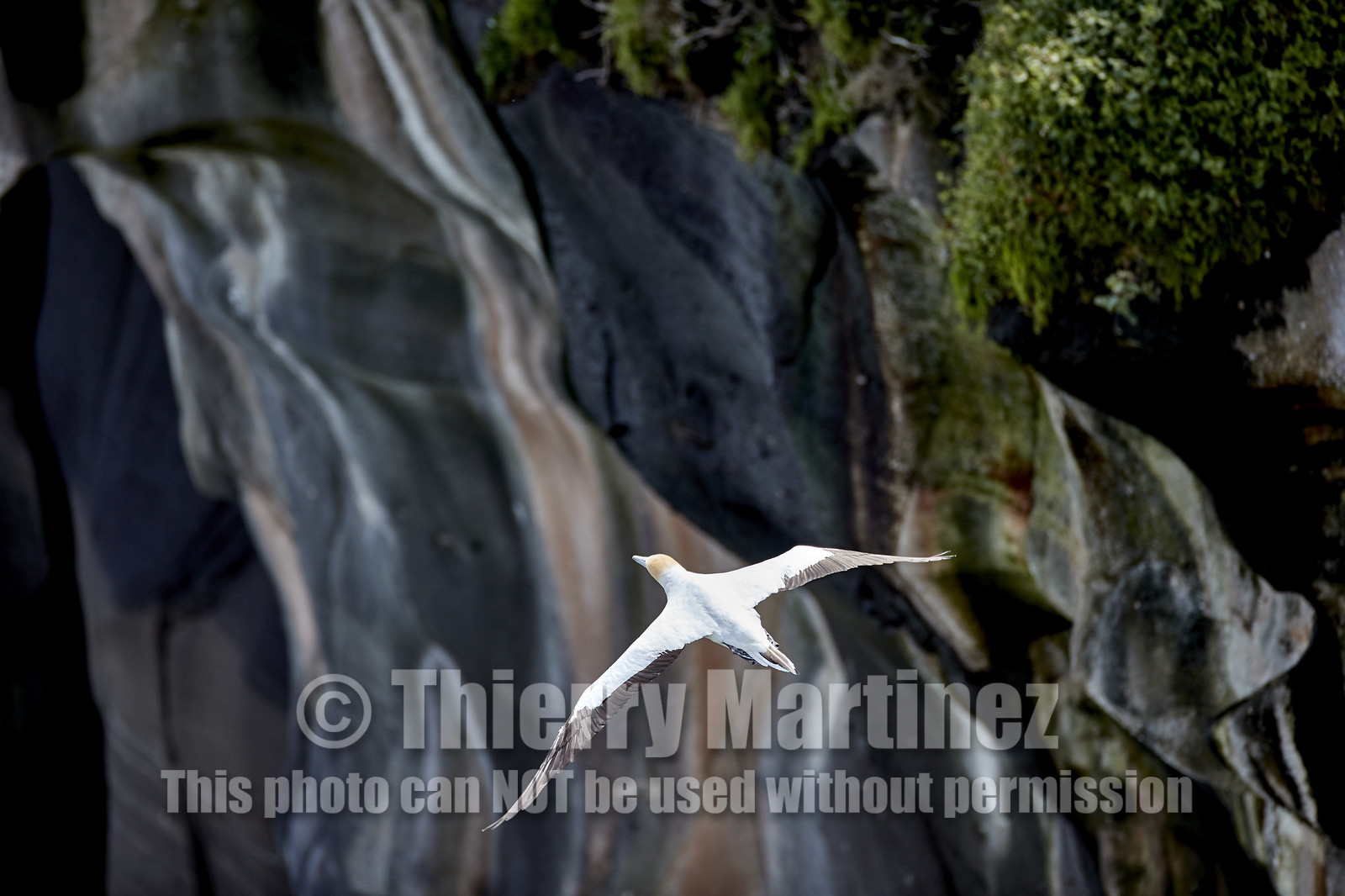 18_030209  ©ThMartinez Sea&Co.  MURIWAI BEACH - NORTH ISLAND. NEW ZEALAND . 11 March  2018. .Gannet ..