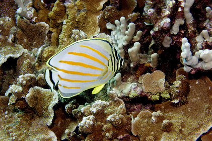 Diving in Maui HAWAII - USA . Jan 2007.