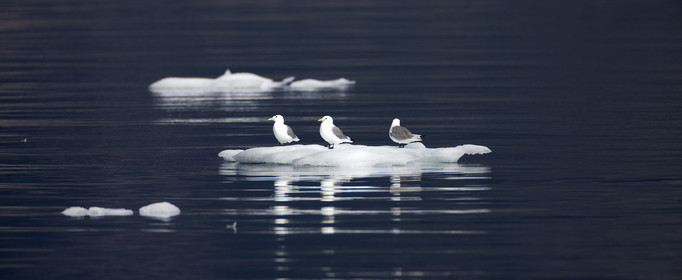 Schooner LA LOUISE sailing on west coast of Greenland.
