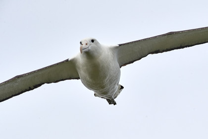 18_025217-Royal Alabtros