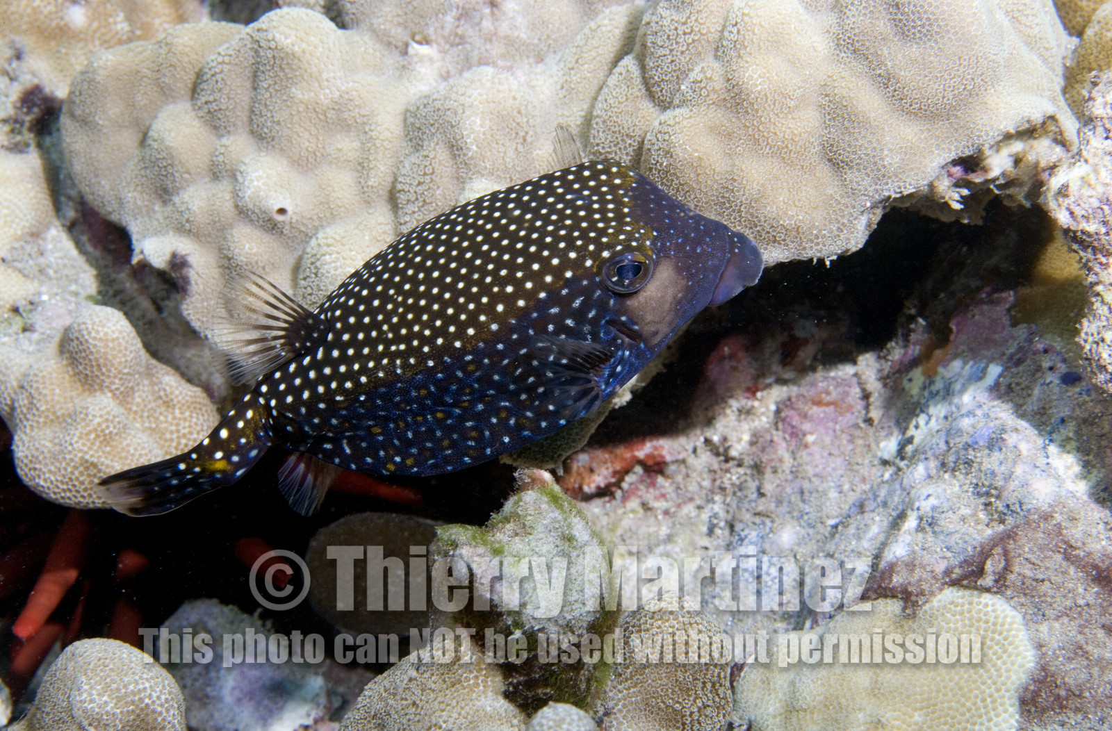 Diving in Maui HAWAII - USA . Jan 2007.