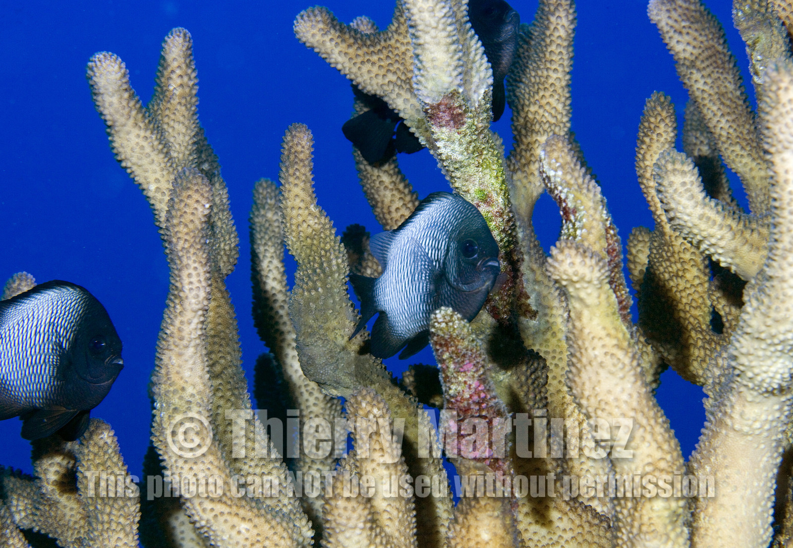 Diving in Maui HAWAII - USA . Jan 2007.