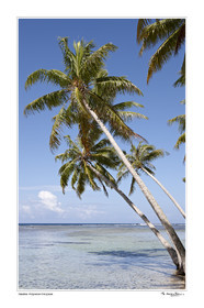 Photo disponible en tirage photo Fine Art,tirage original limités à 30 exemplaires.Chaque tirage est numéroté avec certificat d’authenticité signé.Pour choisir le format et support merci d'utiliser le caddie à coté de la photo.Formats disponibles : Tirage sur papier ( tirage seul) :  30x45 cm   40x60 cm  60x90 cm. Vous pouvez choisir le tirage avec un fond blanc ou noir , à votre convenance. Tirage sur papier contrecollé sur Dibond ( pas de bord blanc ou noir autour de l'image), avec système d'attache au dos:  30x45 cm   40x60 cm  50x75 cm  80x120cm.Tirage sur toile ( Canvas) monté sur chassis bois (pas de bord blanc ou noir autour de l'image), avec système d'attache au dos :  50x75 cm  80x120cm.Expédition ( Dans le monde entier): Colissimo (assurance) avec signature à réception. 48h pour la France métropolitaine.Il est possible de récupérer les tirages à La Galerie du Golfe (sans frais d'expèdition).Conditionnement tirages seuls: tube cylindrique renforcé + boite.