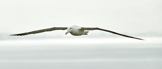 18_025756-Royal Alabtros