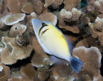 Diving in Maui HAWAII - USA . Jan 2007.