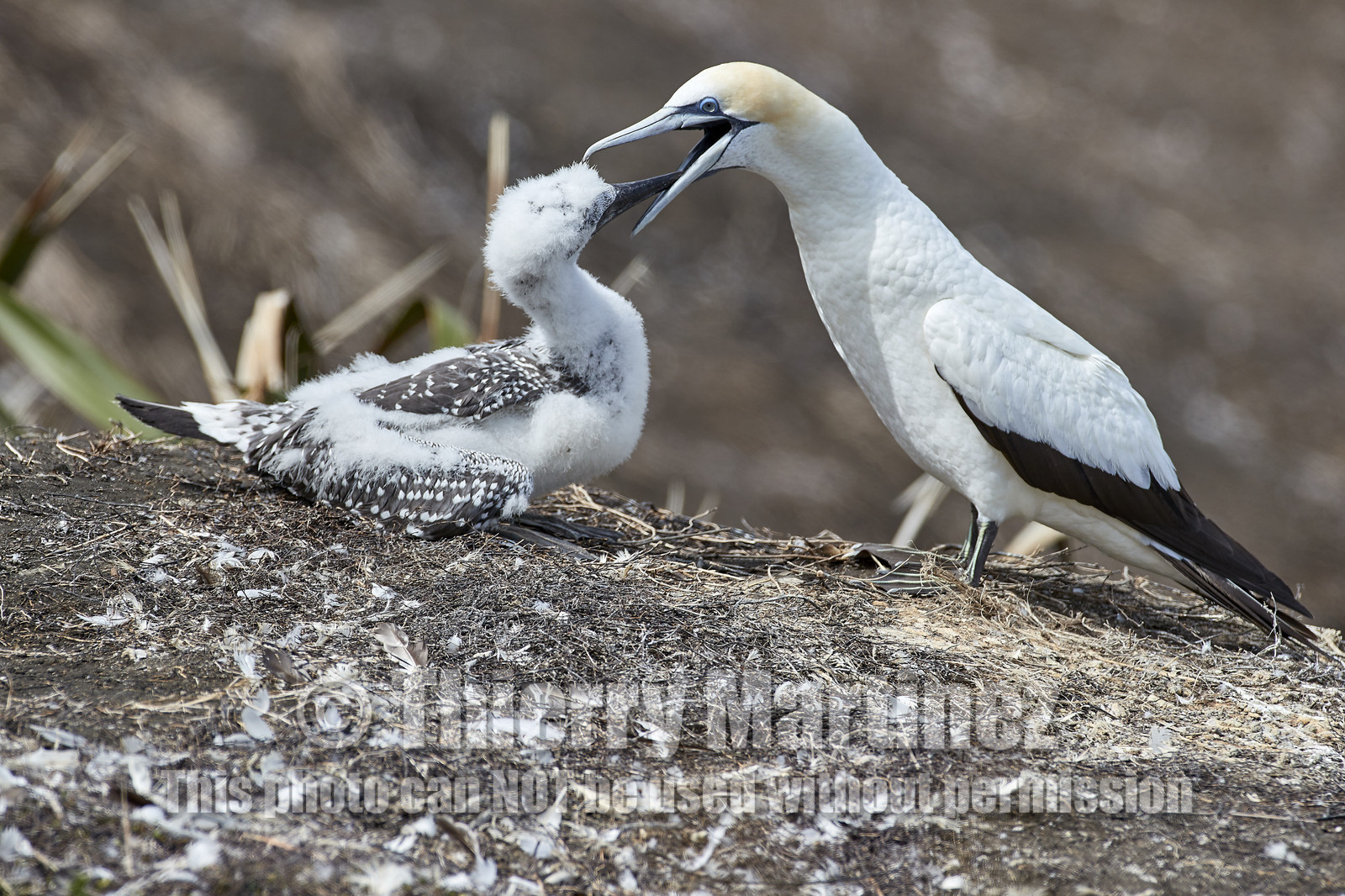 18_029954  ©ThMartinez Sea&Co.  MURIWAI BEACH - NORTH ISLAND. NEW ZEALAND . 11 March  2018. .Gannet ..
