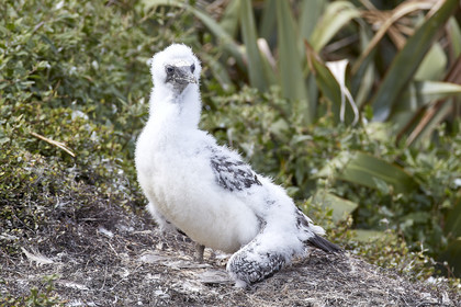 18_028866  ©ThMartinez Sea&Co.  MURIWAI BEACH - NORTH ISLAND. NEW ZEALAND . 11 March  2018. .Gannet ..