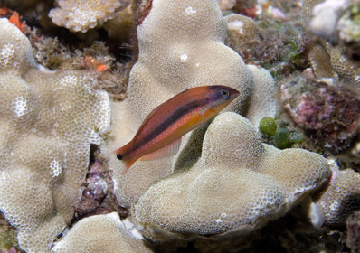 Diving in Maui HAWAII - USA . Jan 2007.