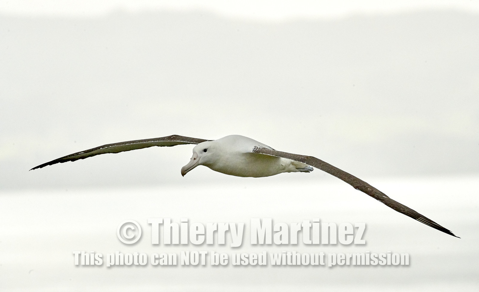 18_025769-Royal Alabtros