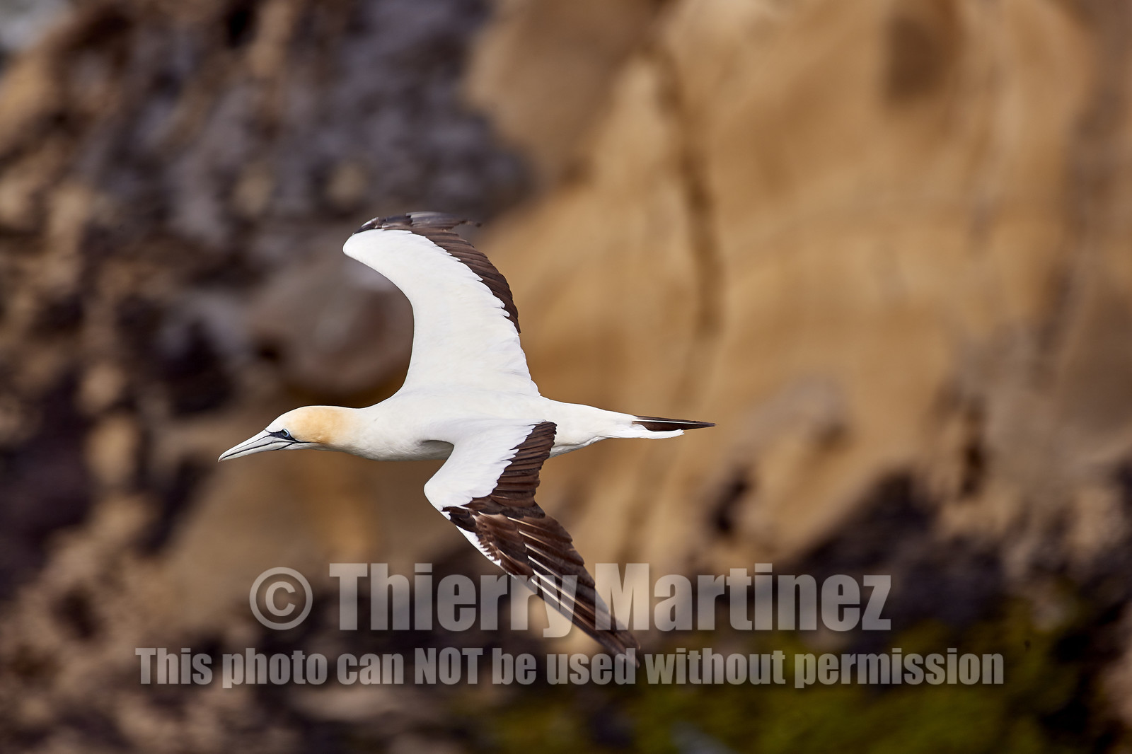 18_029077  ©ThMartinez Sea&Co.  MURIWAI BEACH - NORTH ISLAND. NEW ZEALAND . 11 March  2018. .Gannet ..