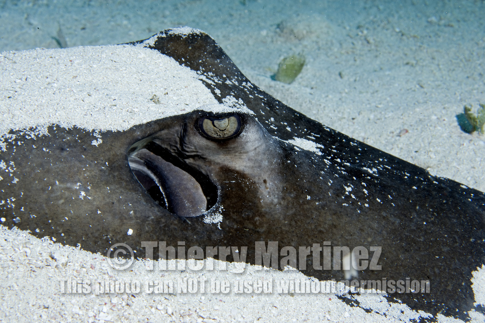 DIVING IN BAHAMAS- JAN 2007